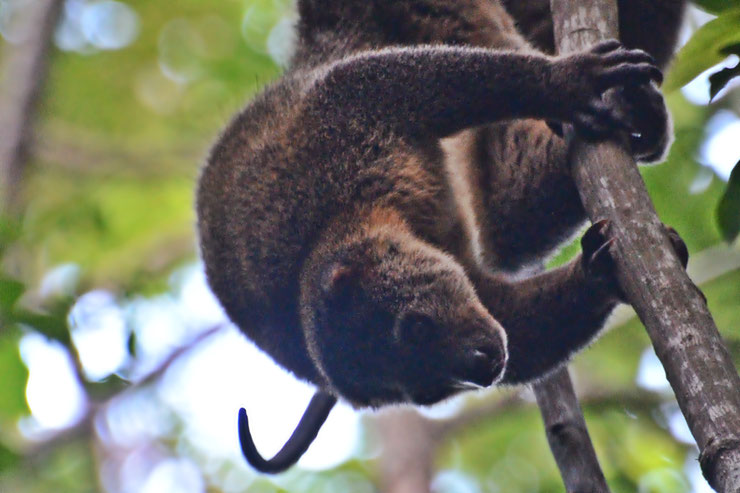 ailurops liste des animaux marsupiaux