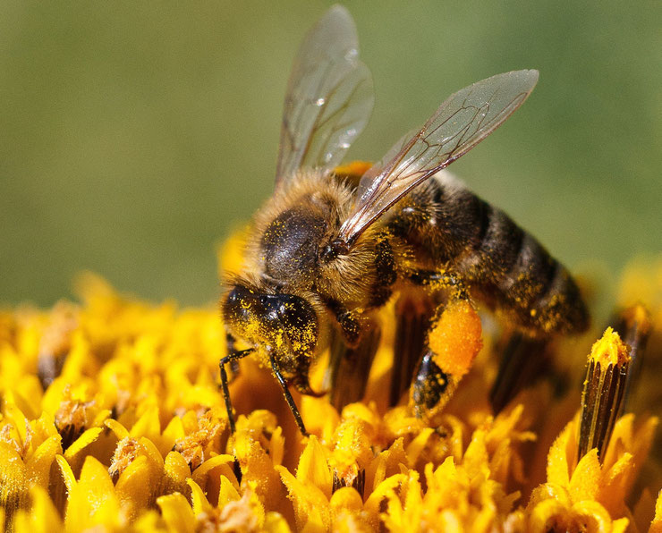 photo image abeille butinant une fleur et pollen