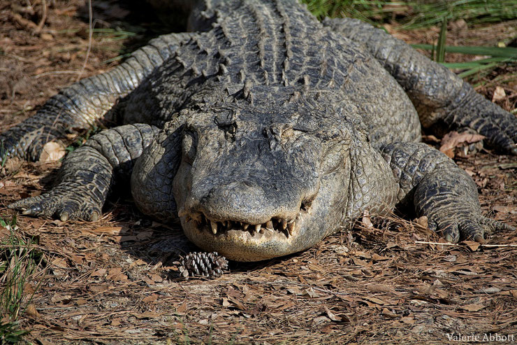 fiche animaux alligator d'amerique taille poids alimentation ne pas confondre crocodile