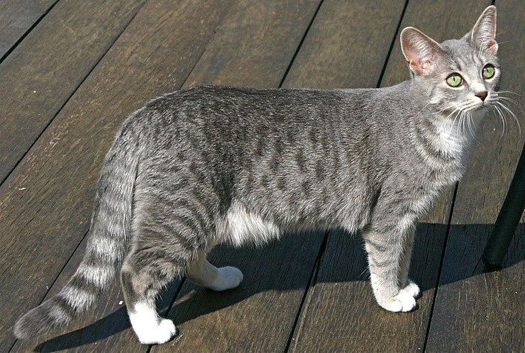 mau egyptien fiche animaux chat animal factq cats egyptian mau