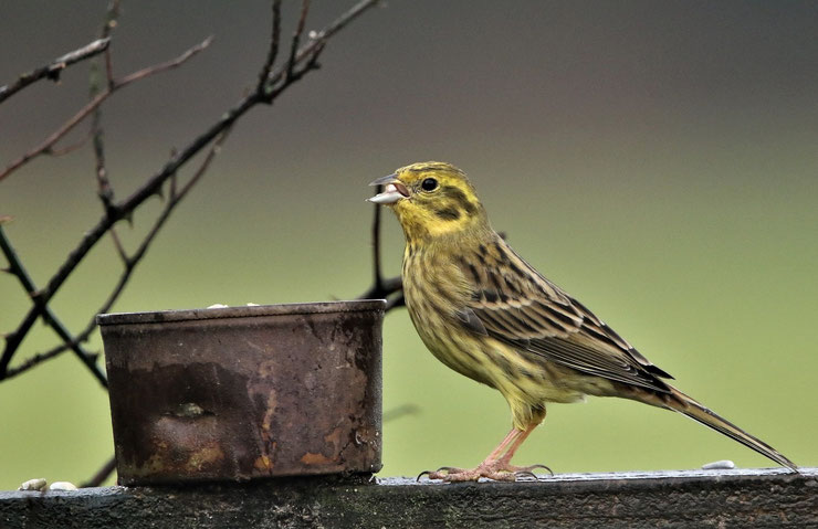 bruant oiseaux migrateur