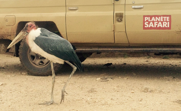 marabout planete safari tanzanie perrine crosmary