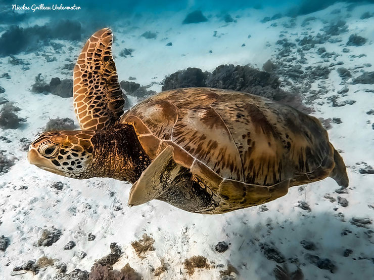 photo tortue verte moorea