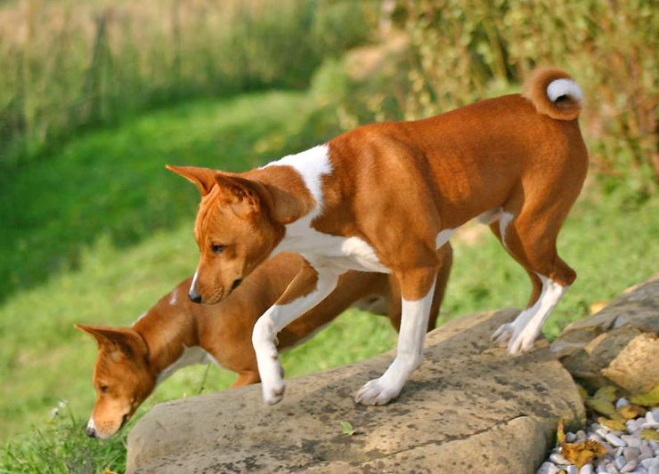 basenji fiche chien animaux origine caractere comportement race poil