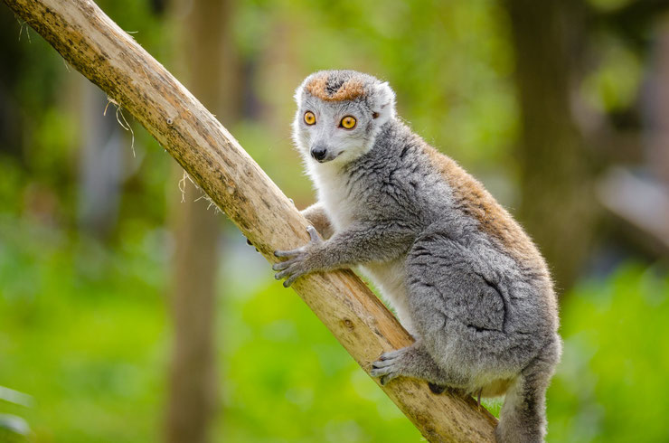 lemur couronné primate lemurien madagascar fiche animaux  taille poids alimentation reproduction 
