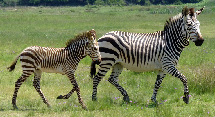 zebre des plaines et son poulain animal afrique rayure esperance de vie predateur