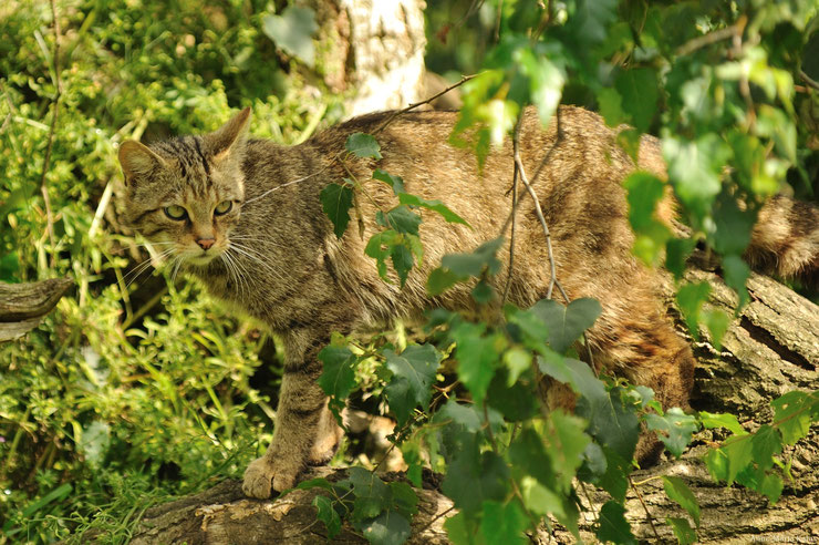 Chat Sauvage Poids Taille Longevite Habitat Alimentation Liste Animaux Com