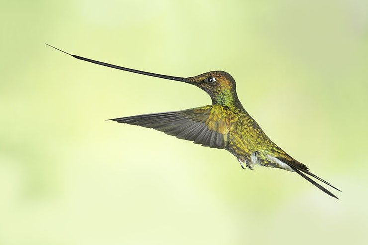 fiche animaux oiseau insolite colibri porte epee