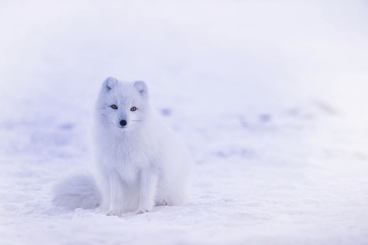 les animaux de la banquise et des cercles polaires pole sud nord arctique antarctique renard isatis