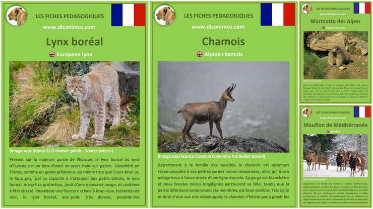 fiches animaux montagnes françaises à telecharger et a imprimer pdf download animal fact chamois mouflon lynx boreal marmotte des alpes