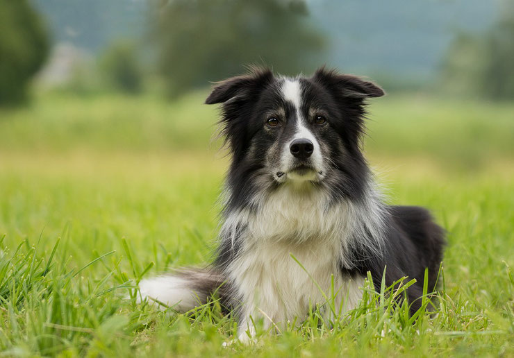 border collie fiche chien animaux caractere comportement origine poil couleur