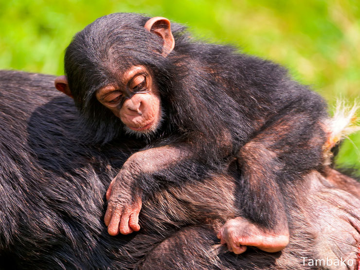 bébé chimpanzé baby monkey