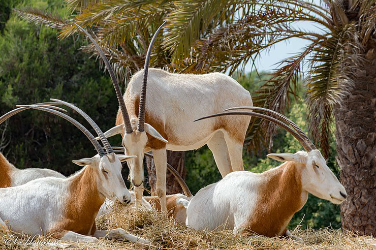 es antilopes d'Afrique oryx algazelle fiches animaux thematique habitat repartition poids taille alimentation reproduction