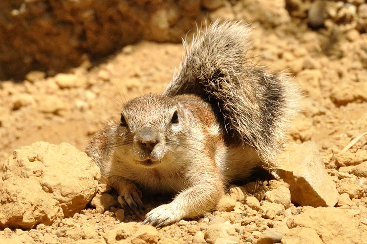 ecureuil fouisseur du cap xerus inauris animal facts cap ground squirrel fiche animal