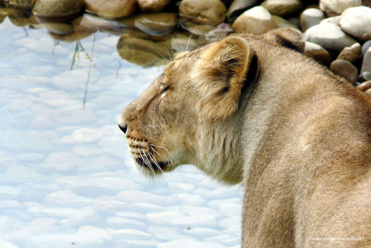 fiche animaux lion d'asie diconimoz emblème mammifere asie felin roi des animaux carnivore