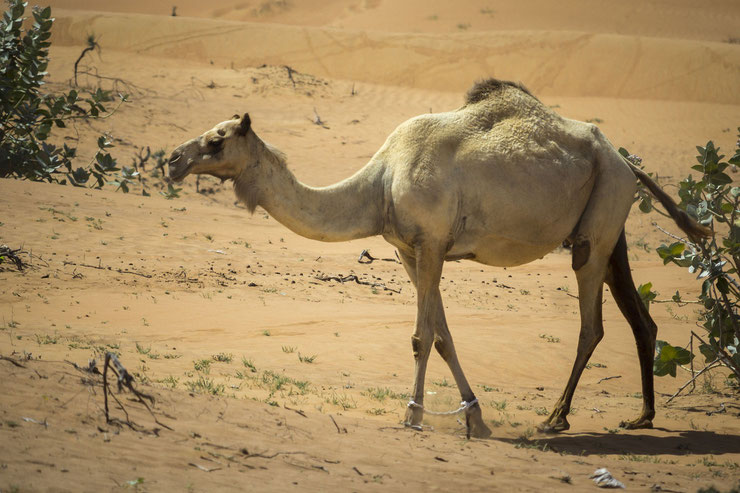 liste animaux emblematiques embleme pays koweit dromadaire