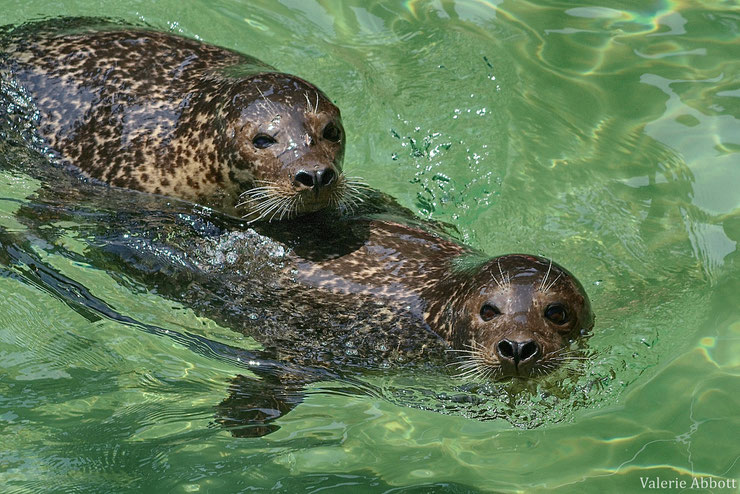 phoque veau marin ou phoque commun animal facts common seal phoca vitulina