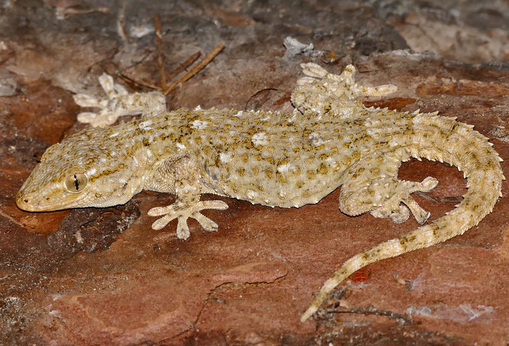 tarente du midi mauretanie gecko fiche animaux reptile comportement taille poids habitat distribution