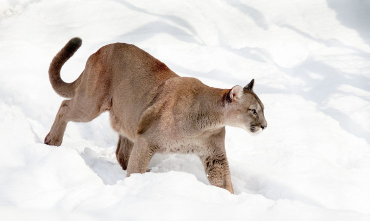 Puma - Animaux de Patagonie