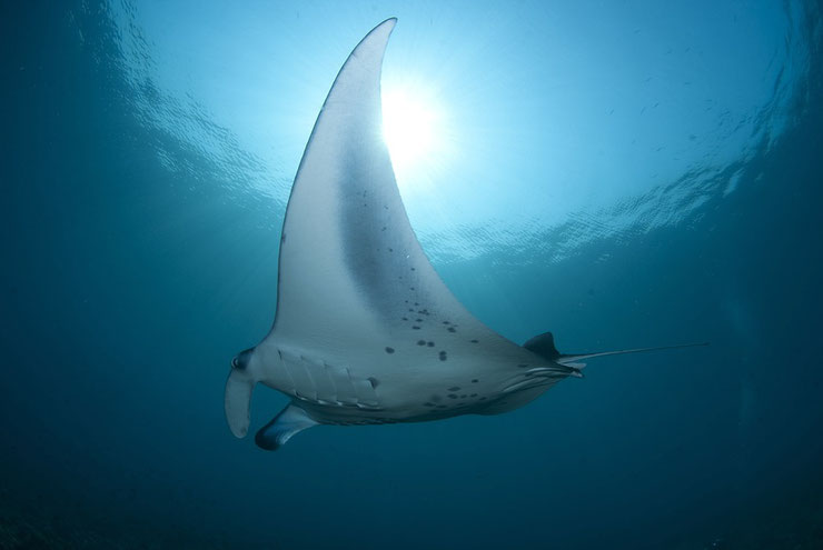 raie manta fiche poisson taille poids aigle des mers