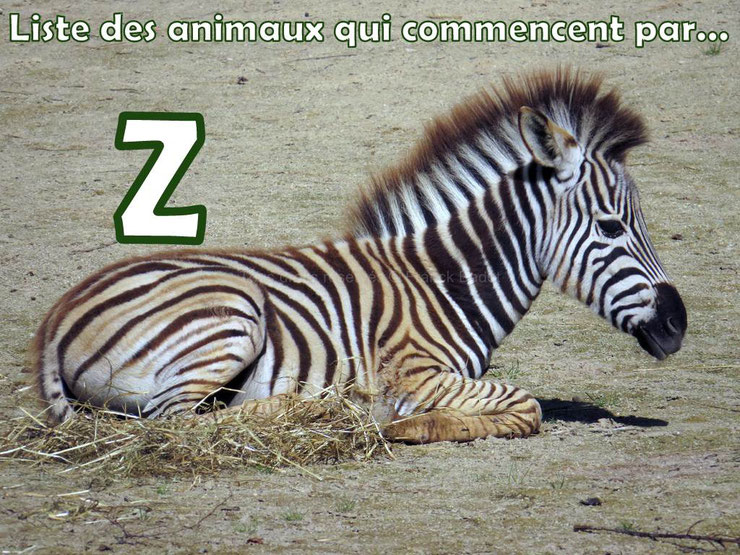 liste des animaux qui commence par la lettre Z