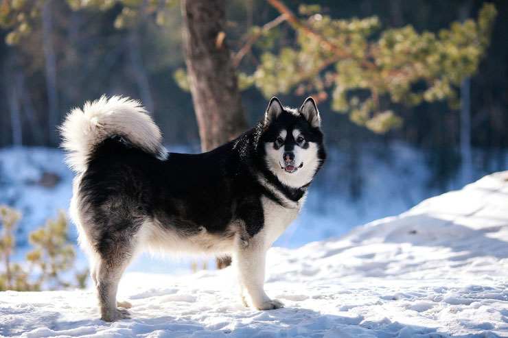 malamute d'alaska chien de traineau