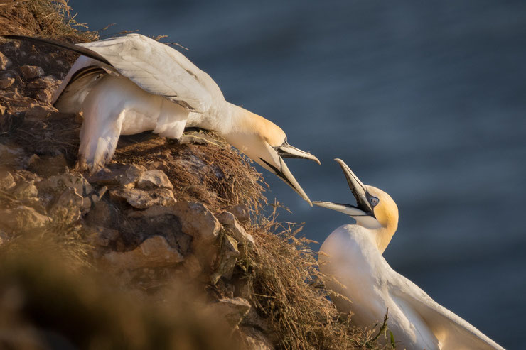 fou de bassan morus bassanus northern gannet fiche oiseaux de mer