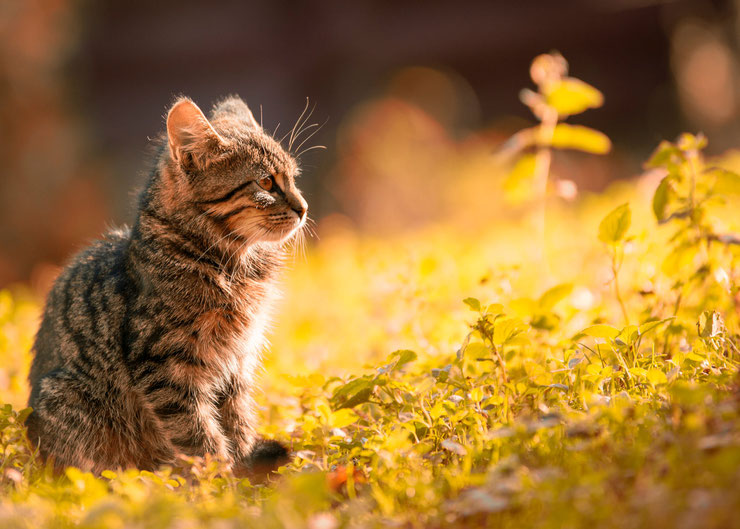 les plus belles photo de chatons bebe chat dans la nature photo hd