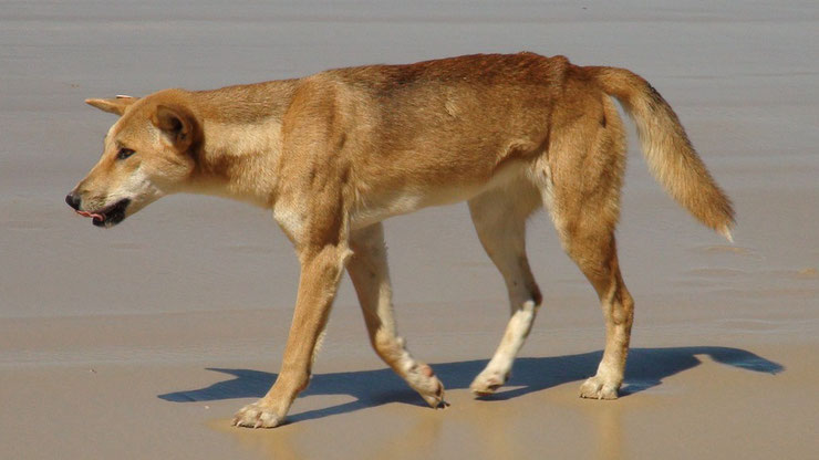 dingo fiche animaux australie