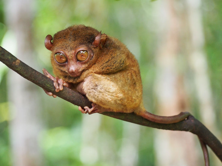 tarsier des Philippines Tarsius Syrichta primates yeux exorbitants