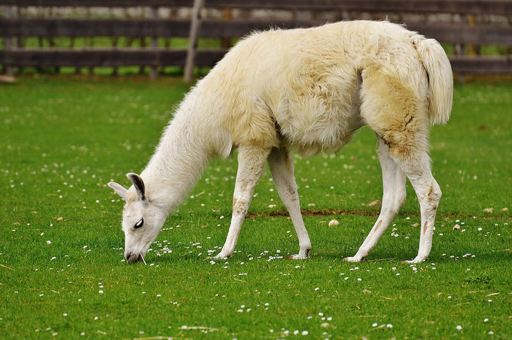 Lama fiche animaux