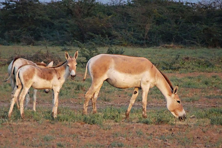 hemione diconimoz