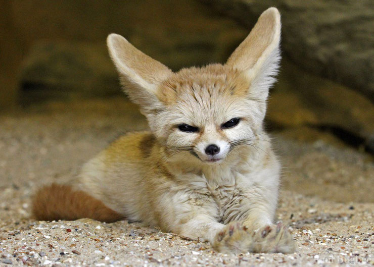 liste animaux emblematiques embleme pays algerie fennec