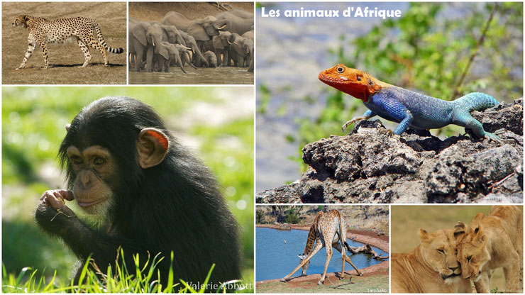 liste des animaux sauvages d'Afrique par ordre alphabetique de a à z mammiferes oiseaux reptiles