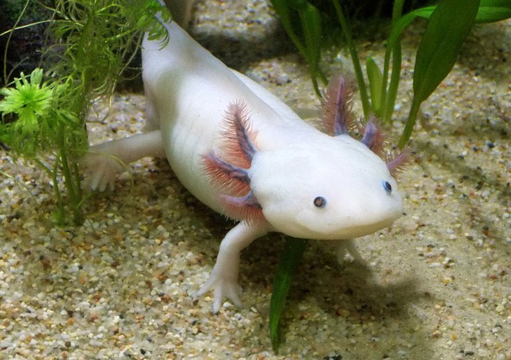 axolotl fiche animaux amphibiens blanc albinos