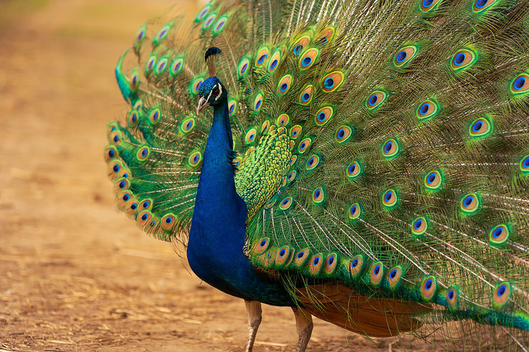 paon bleu fiche oiseaux animaux inde taille poids habitat repartition regime alimentaire animal facts bird blue peafowl