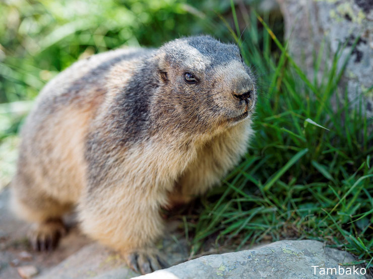 fiche marmotte des alpes alimentation distribution animaux qui hibernent