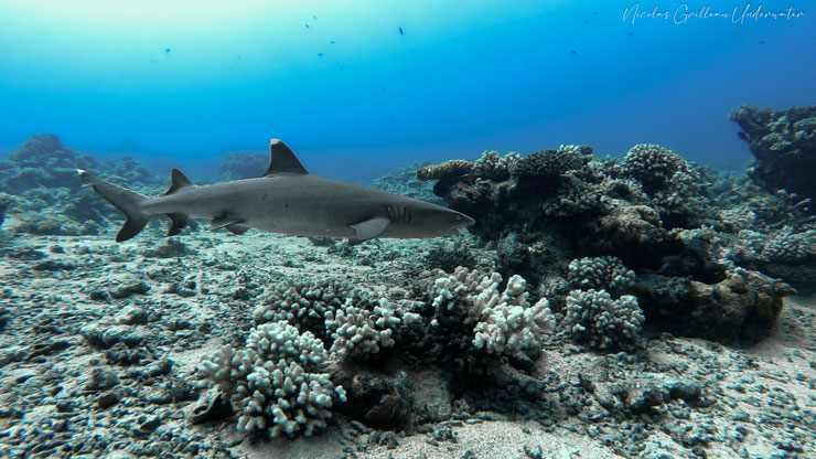ficha animaux requin pointe blanche polynesie française tahiti Carcharhinus albimarginatus portrait poisson