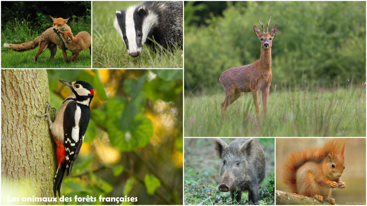 liste des animaux des forets francaises