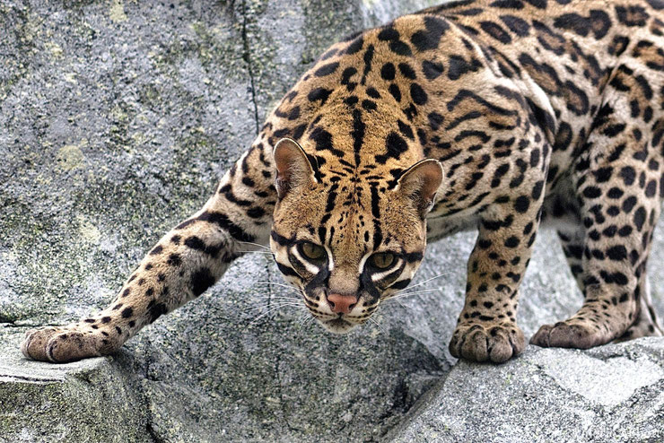 ocelot mammifere animaux amerique du sud