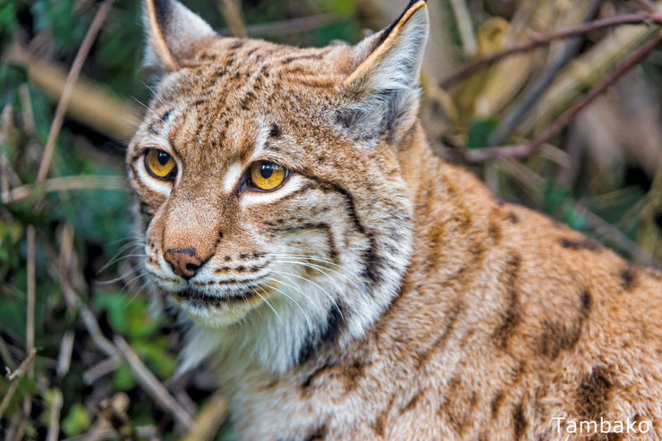 european lynx posing