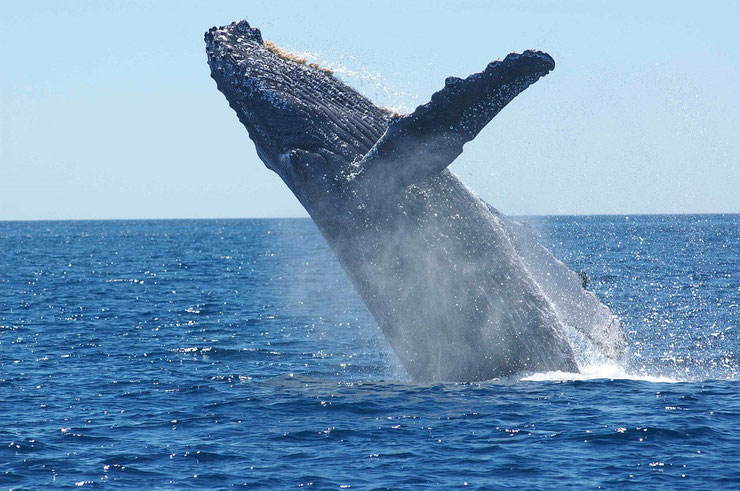 les animaux de la banquise et des cercles polaires pole sud nord arctique antarctique baleine à bosse rorqual