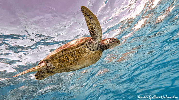 tortue verte en train de nager dans l'océan pacifique polynesie française