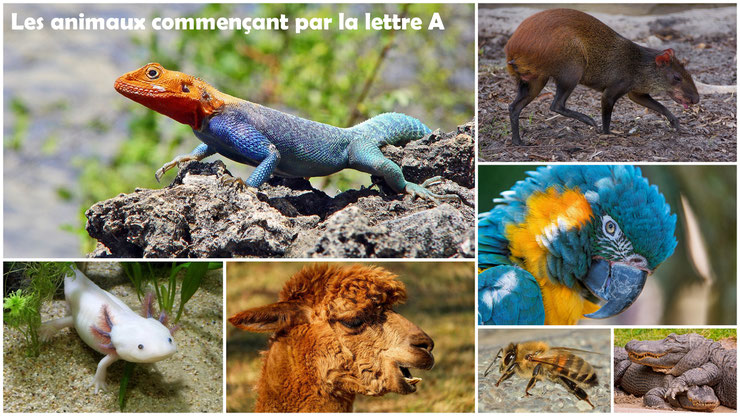 Liste des animaux avec photos qui commencent par la lettre A