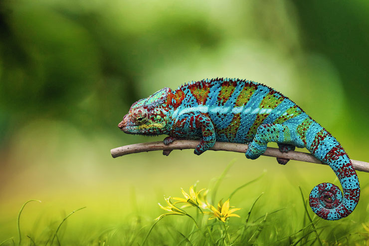 caméléon animaux super pouvoirs