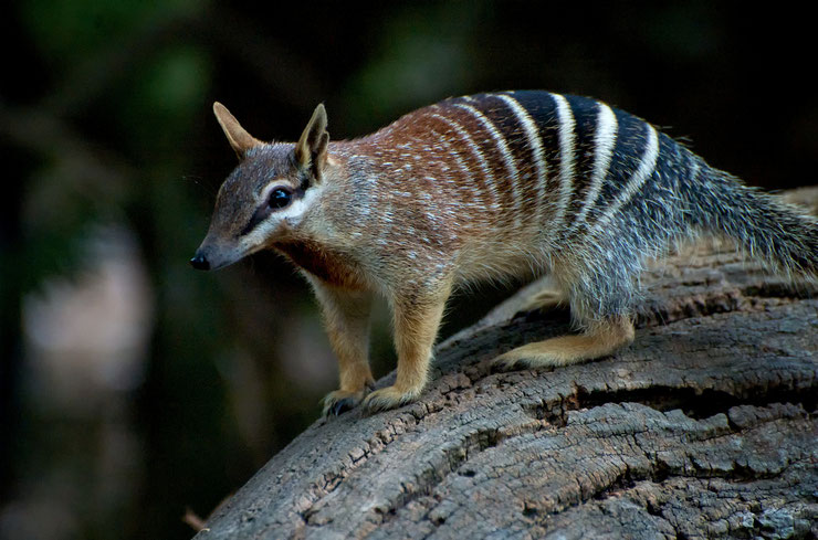 numbat fiche animaux australie animal par N marsupial