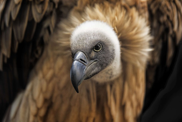 vautour africain fiche oiseaux animaux