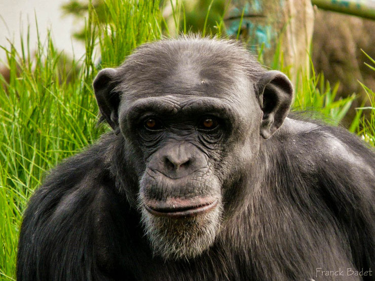 chimpanze fiche singe