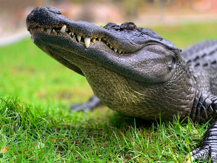 alligator americain everglade etats unis