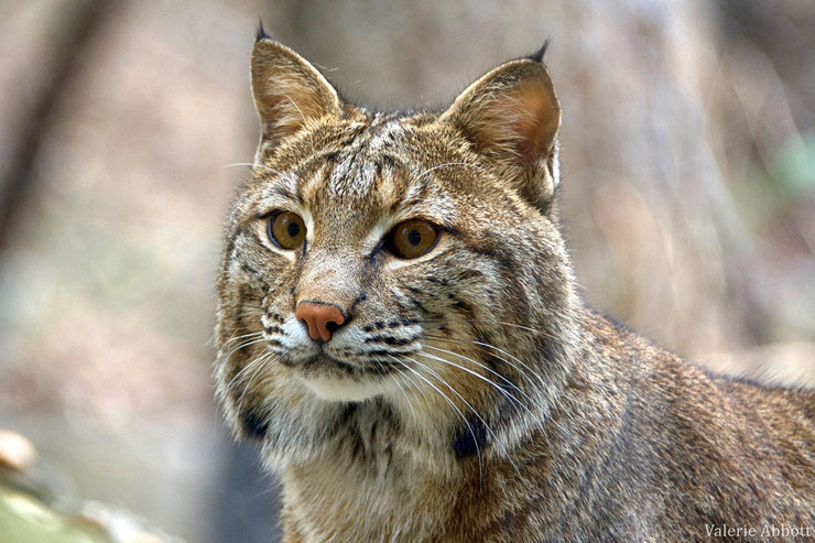 lynx roux bobcat fiche animaux felides felins animal wild cat fact